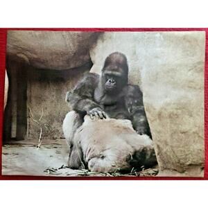 Vintage 1980s Gorilla Male and Female Funny Pin Up 31"x22" Poster NOS